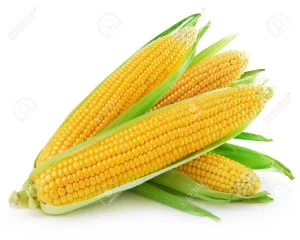 corn.webp