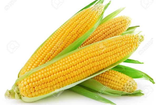 corn.webp